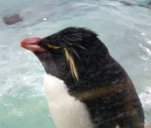 哀愁の（？）イワトビペンギン